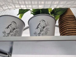 Frost-Schutzhaus SNOW (Art.Nr. V29933) -Garten Gefuehl frost schutzhaus innen 1280x1280