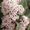 Skimmia Japonica, Frucht-Skimmie