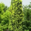 Taxus Baccata 'Fastigiata Aureomarginata'