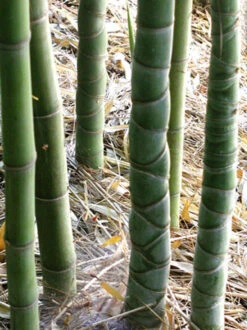 Phyllostachys Aurea, Gelber Bambus -Garten Gefuehl gelber bambus trieb 1280x1280