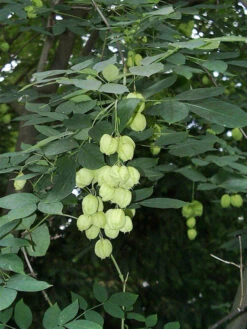 Staphylea Pinnata, Gemeine Pimpernuss