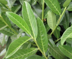 Prunus Laurocerasus Genolia® 'Mariblon', Säulenförmiger Kirschlorbeer -Garten Gefuehl genolia mariblon blatt 1280x1280