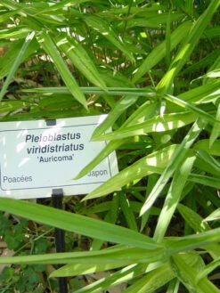 Pleioblastus Viridistriatus (Pleioblastus Auricoma), Gestreifter Zwergbambus -Garten Gefuehl gestreifter zwergbambus 1280x1280