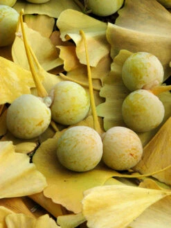 Ginkgo Biloba, Fächerblattbaum, Ginkgobaum -Garten Gefuehl ginkgo frucht 1280x1280