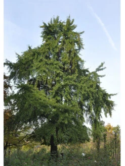 Ginkgo Biloba, Fächerblattbaum - Hochstamm