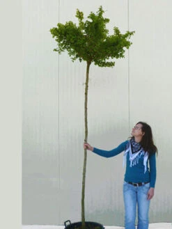 Ginkgo Biloba Mariken, Kugel-Ginkgo - Hochstamm -Garten Gefuehl ginkgo mariken hochstamm 1280x1280