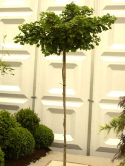 Ginkgo Biloba Mariken, Kugel-Ginkgo - Hochstamm