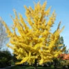 Ginkgo Biloba, Fächerblattbaum, Ginkgobaum