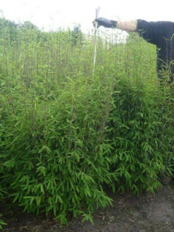 Fargesia Nitida - Neue Saat - Glänzender Schirm-Bambus -Garten Gefuehl glaenzender schirm bambus 1280x1280