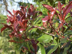 Photinia Fraseri 'Red Robin', Immergrüne Rote Glanzmispel -Garten Gefuehl glanzmispel red robin austr 1280x1280