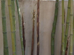 Phyllostachys Aurea, Gelber Bambus -Garten Gefuehl goldrohrbambus 1280x1280