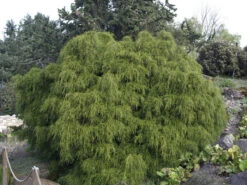 Chamaecyparis Pisifera 'Filifera Nana', Grüne Zwerg-Fadenzypresse -Garten Gefuehl gruene zwerg fadenzypresse 1280x1280