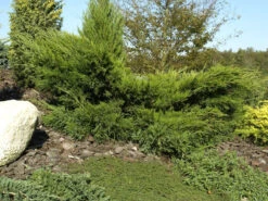 Juniperus Media (pfitzeriana) 'Mint Julep', Grüner Strauchwacholder -Garten Gefuehl gruener strauchwacholder 1280x1280