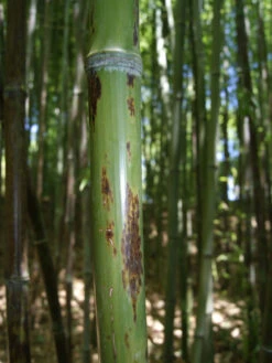 Phyllostachys Nigra 'Boryana', Tigerstreifenbambus - XXL- Produkt -Garten Gefuehl halm boryana 1280x1280