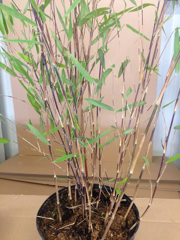 Fargesia Nitida 'Black Pearl' - Glänzender Schirm-Bambus 2 Fargesia Nitida 'Black Pearl' - Glänzender Schirm-Bambus – Bild 2