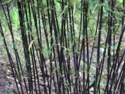 Fargesia Jiuzhaigou 'Deep Purple', Jade Bambus, Rothalmiger Schirm-Bambus -Garten Gefuehl halme schatten deep purple 1280x1280