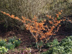 Hamamelis Intermedia 'Aphrodite', Zaubernuss -Garten Gefuehl hamamelis aphrodite 1280x1280