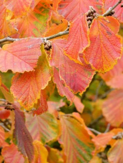 Garten Gefuehl -Garten Gefuehl hamamelis barmstedts gold 1280x1280