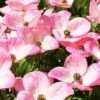 Cornus Florida 'Cherokee Brave'