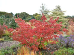 Cornus Kousa 'Satomi', Japanischer Blumenhartriegel -Garten Gefuehl hartriegel satomi herbst 1280x1280