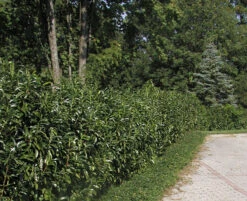 Prunus Laurocerasus Genolia® 'Mariblon', Säulenförmiger Kirschlorbeer -Garten Gefuehl hecke genolia mariblon 1280x1280