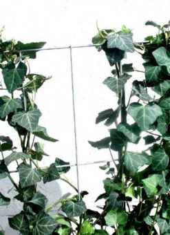 Hedera Helix 'Woerneri' - Immergrüner Efeu - XXL-Produkt -Garten Gefuehl hecke alm j3 78685 2 1280x1280