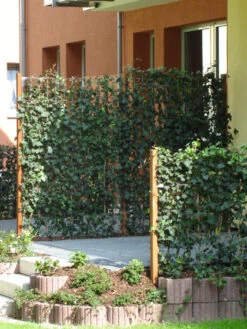 Hedera Helix 'Woerneri' - Immergrüner Efeu - XXL-Produkt -Garten Gefuehl hedera element 1m j2 78685 3 1280x1280