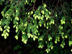 Tsuga Canadensis, Kanadische Hemlockstanne -Garten Gefuehl hemlocktanne nadeln55599f5729b5d 1280x1280