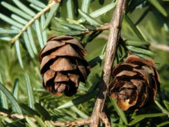 Tsuga Canadensis, Kanadische Hemlockstanne -Garten Gefuehl hemlocktanne zapfen55599f5753938 1280x1280