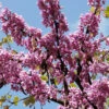 Cercis Siliquastrum, Judasbaum