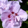 Hibiscus Syriacus 'Ardens', Hibiskus, Garteneibisch