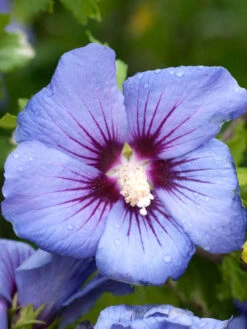 Hibiscus Syriacus 'Marina', Hibiskus, Garteneibisch