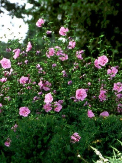 Hibiscus Syriacus 'Lavender Chiffon'®, Roseneibisch -Garten Gefuehl hibiscus lavender chiffon 3 46227 2 1280x1280