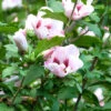 Hibiscus Syriacus 'Hamabo', Hibiskus