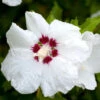 Hibiscus Syriacus 'Red Heart', Hibiskus, Garteneibisch