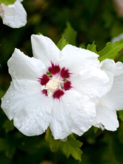 Hibiscus Syriacus 'Red Heart', Hibiskus, Garteneibisch