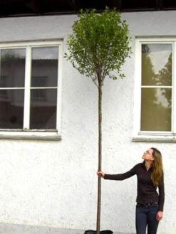 Prunus Fruticosa 'Globosa', Kugel-Kirsche - Hochstamm -Garten Gefuehl hochstamm prunus globosa 1280x1280