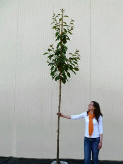 Prunus Serrulata 'Kanzan', Japanische Nelkenkirsche - Hochstamm -Garten Gefuehl hochstamm prunus kanzan 1280x1280