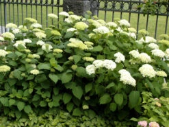 Hydrangea Arborescens 'Annabelle', Ball-Hortensie -Garten Gefuehl hydrangea annabelle 1280x1280