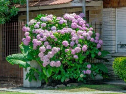 Hydrangea Arborescens 'Pink Annabelle', Ball-Hortensie -Garten Gefuehl hydrangea arborescens pink 1280x1280