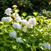 Hydrangea Macrophylla Endless Summer 'The Bride'®