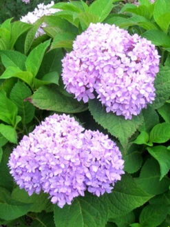 Hydrangea Macrophylla 'Endless Summer Rosa'® -Garten Gefuehl hydrangea endl summer 1 447 80368 2 1280x1280