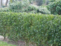 Ilex Meserveae Blue Prince, Stechpalme -Garten Gefuehl ilex blue prince hecke 1280x1280