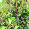 Ilex Meserveae 'Heckenstar', Stechpalme
