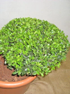 Ilex Crenata Green Hedge - Bonsai, XXL-Produkt 6 Ilex Crenata Green Hedge - Bonsai, XXL-Produkt -Garten Gefuehl ilex detail3 1280x1280