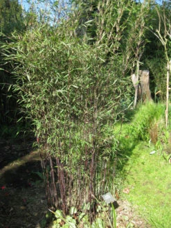 Fargesia Jiuzhaigou 'Deep Purple', Jade Bambus, Rothalmiger Schirm-Bambus -Garten Gefuehl jade bambus deep purple 1280x1280