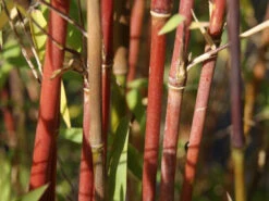 Fargesia Jiuzhaigou, Jade Bambus, Rothalmiger Schirm-Bambus -Garten Gefuehl jade bambus 1280x1280