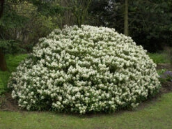 Skimmia Japonica 'Rubella', Japanische Blütenskimmie -Garten Gefuehl japanische bluetenskimmie 1280x1280