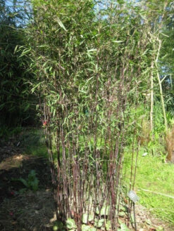 Fargesia Jiuzhaigou 'Deep Purple', Jade Bambus, Rothalmiger Schirm-Bambus