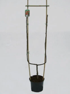 Jonagold, Apfel - U-Spalier -Garten Gefuehl jonagold spalier 1280x1280